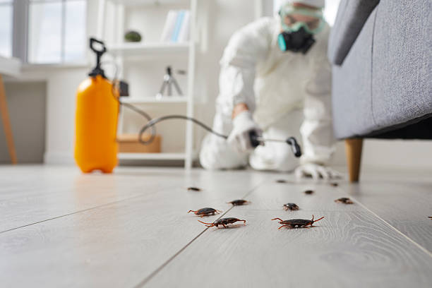 Post-Treatment Bed Bug Interceptor Monitoring in Mount Sinai